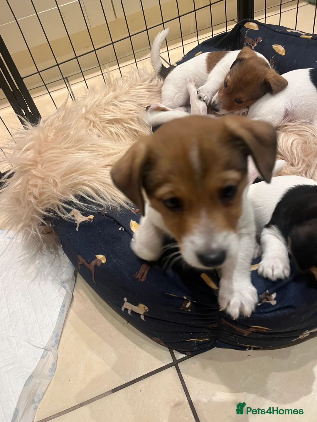Jack Russell dogs for sale: Jack Russell - Advert 22