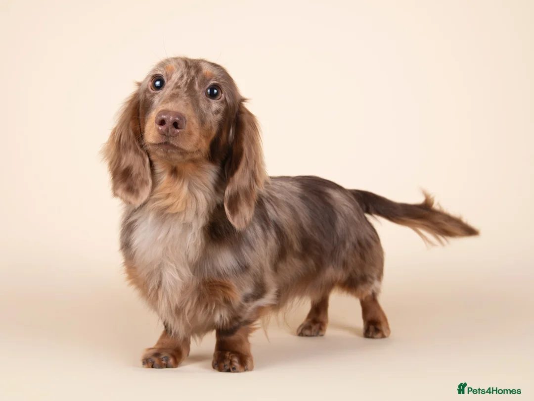 Miniature Dachshund dogs for stud: KC Reg Health Tested Longhaired Chocolate Dapple - Advert 1