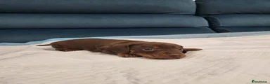  Miniature Dachshund Puppy 2
