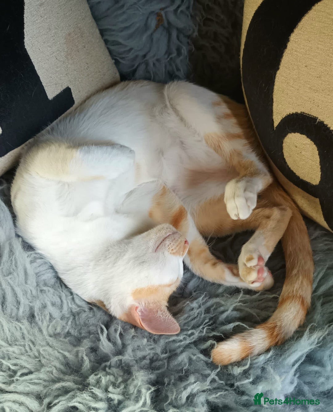 Mixed Breed cats for adoption: Sweet cuddly Carrot is a perfect family cat  - Image 5
