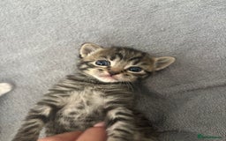 Domestic Shorthair cats for sale: 5 Beautiful Kittens 🖤 - Image 1