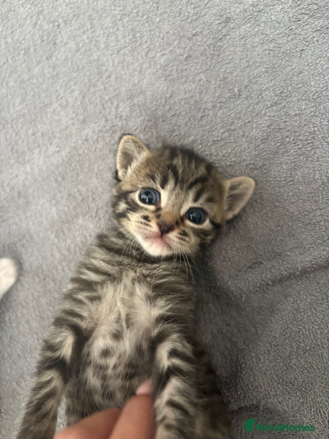 Domestic Shorthair cats for sale: 5 Beautiful Kittens 🖤 - Image 1