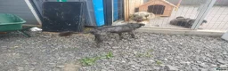 Mixed Breed dogs for adoption: 🌲VICTOR, From Forgotten Forest to Faithful Friend - Advert 22