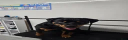 Rottweiler dogs for sale: Beautiful 19 month old boy - Advert 4