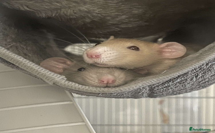 Rat rodents - Advert 1