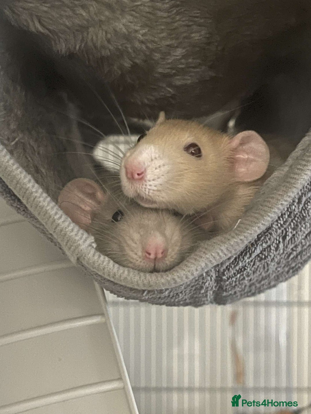 Rat rodents for sale: 2 rats for sale that need a home. - Image 1