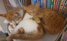 Ragcoon cats for sale: Two Boys - Advert 3