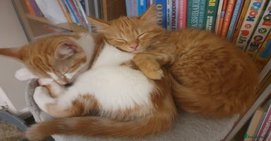 Ragcoon cats Two Boys - Advert 3