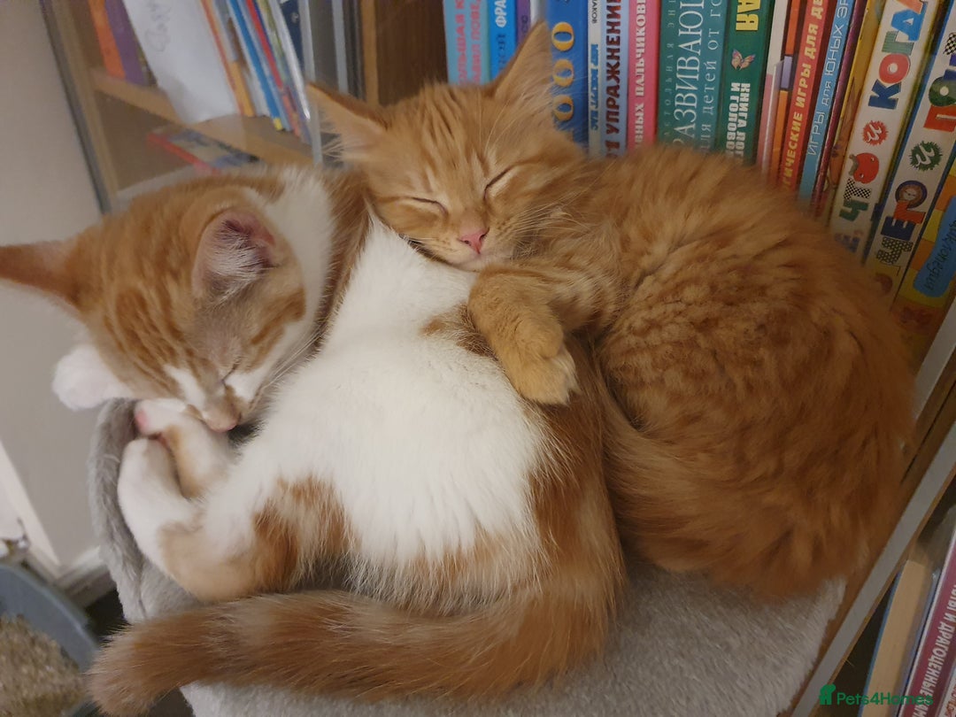 Ragcoon cats for sale: Two Boys - Advert 3