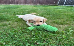 Golden Retriever dogs for sale: Ready now - Golden Retriever Puppies  - Image 10