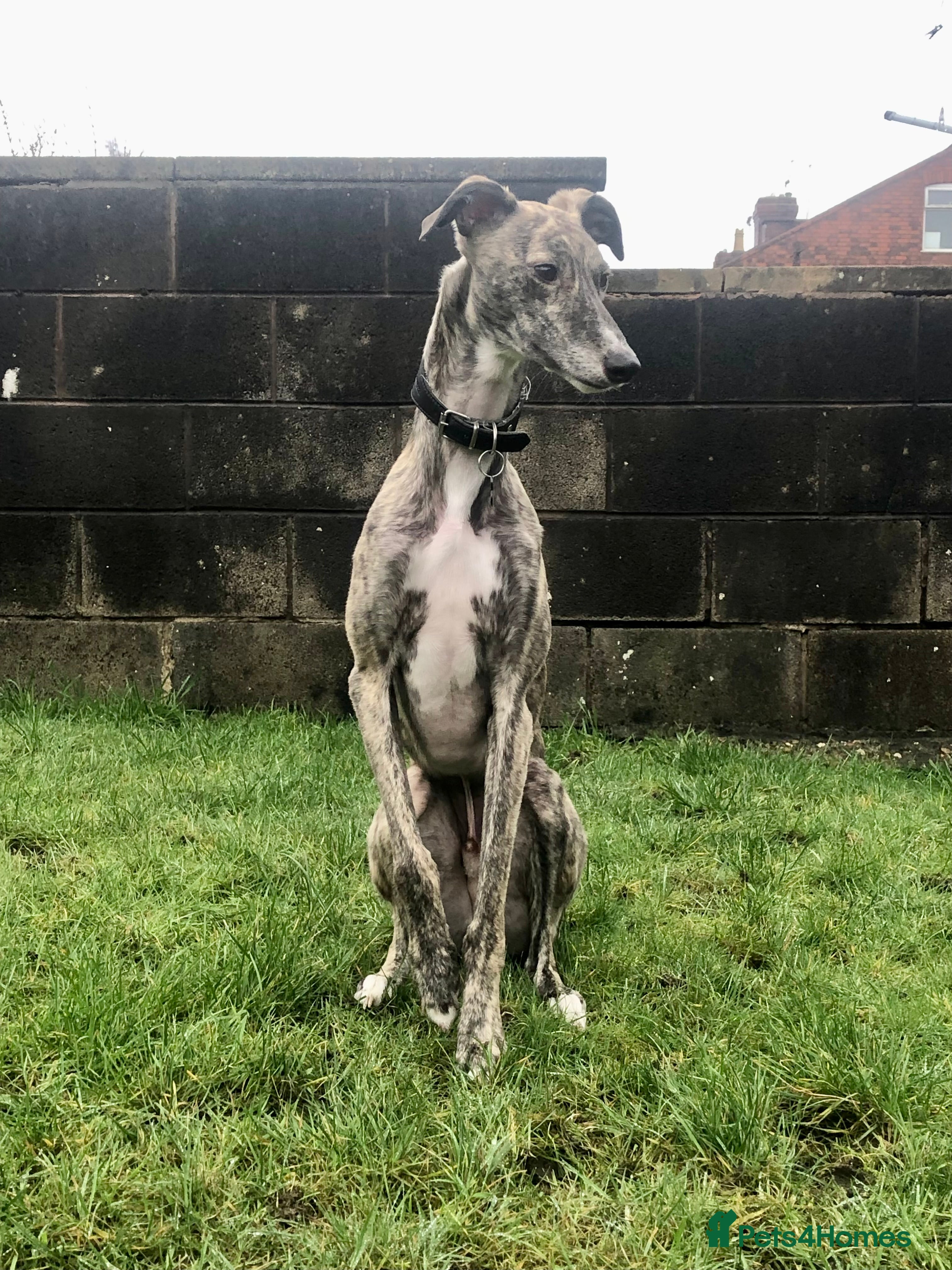 Lurcher dogs 2 year old male neutered lurcher - Advert 1