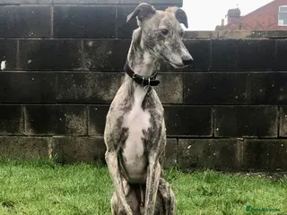 Lurcher dogs 2 year old male neutered lurcher - Advert 1