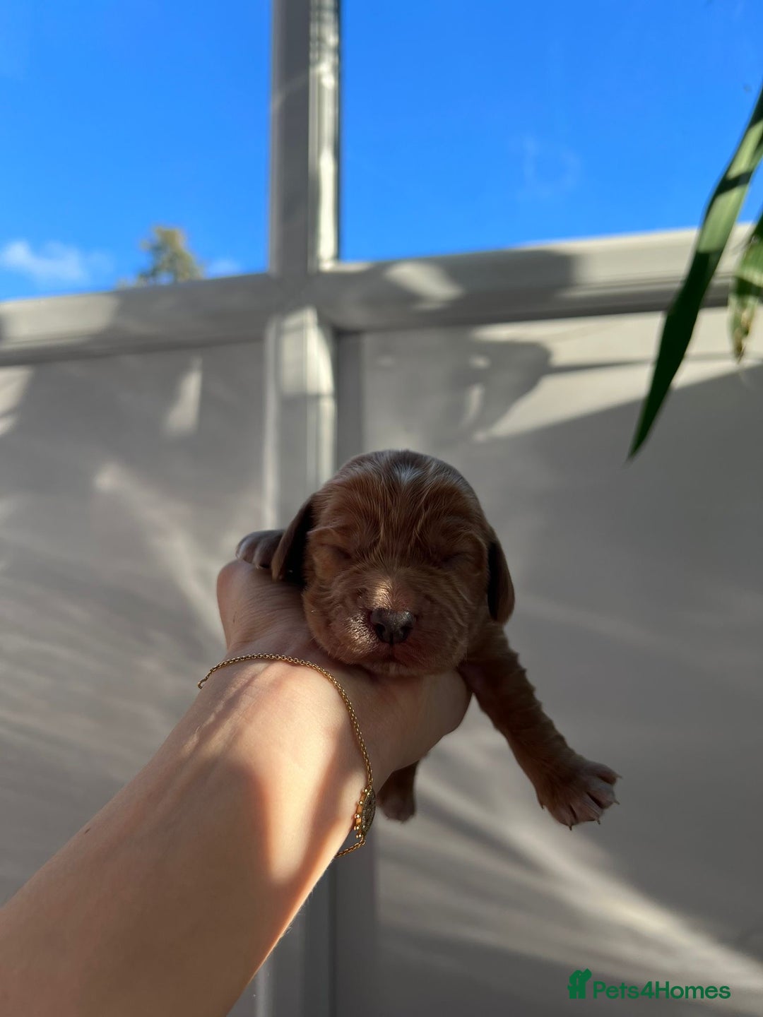 Cocker Spaniel dogs for sale: Show Type Cocker Spaniels. - Advert 9