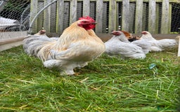 Chickens poultry for sale: Two bantam flocks for sale - Image 3