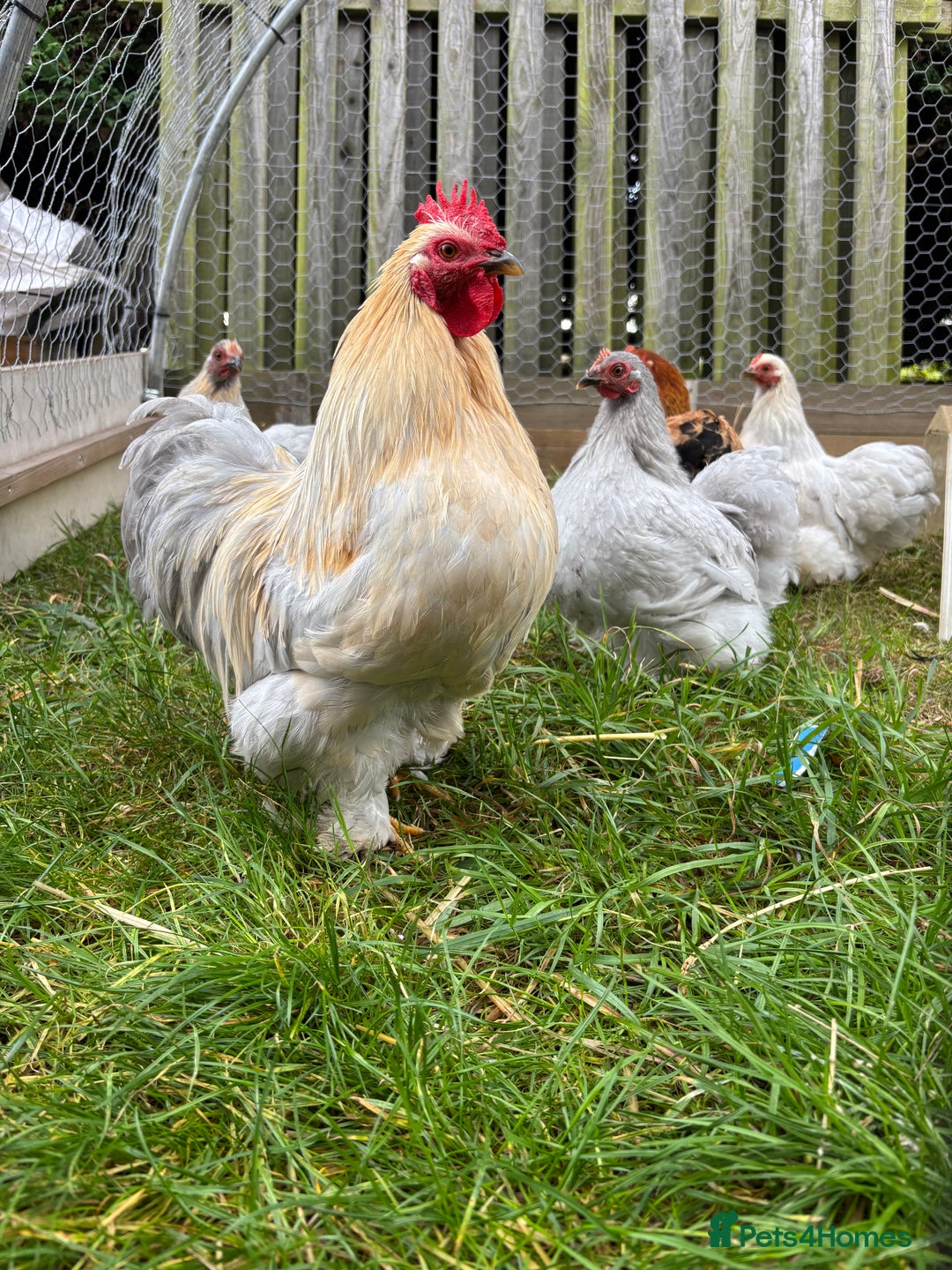 Chickens poultry for sale: Two bantam flocks for sale - Image 3