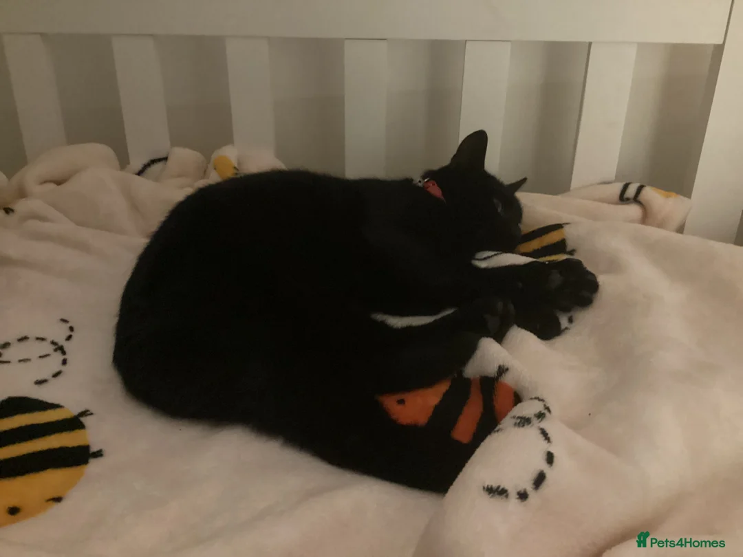 Mixed Breed cats for sale: 5 kittens for sale  - Advert 1