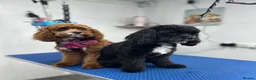 Cavapoo dogs for sale: Cavapoo f1 health tested 5* incensed  - Advert 13
