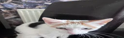 Mixed Breed cats for sale: 7 Stunning Mixed Breed Turkish Angora kittens - Advert 20