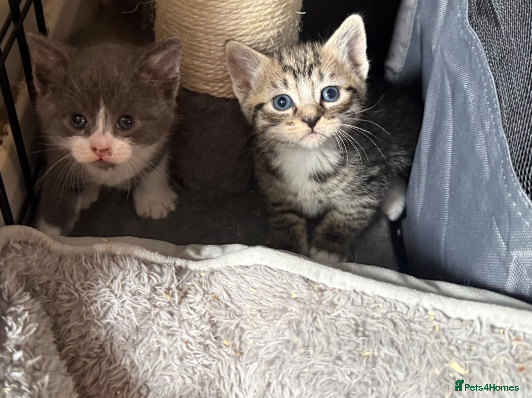 British Shorthair cats Bshx tabby boy  - Advert 16