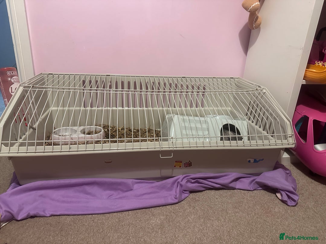 Guinea Pig rodents for sale: 2 male guinea pigs-brothers - Advert 2