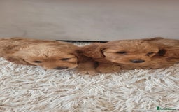 Cockapoo dogs for sale: 2nd generation cockapoo pups - Image 12