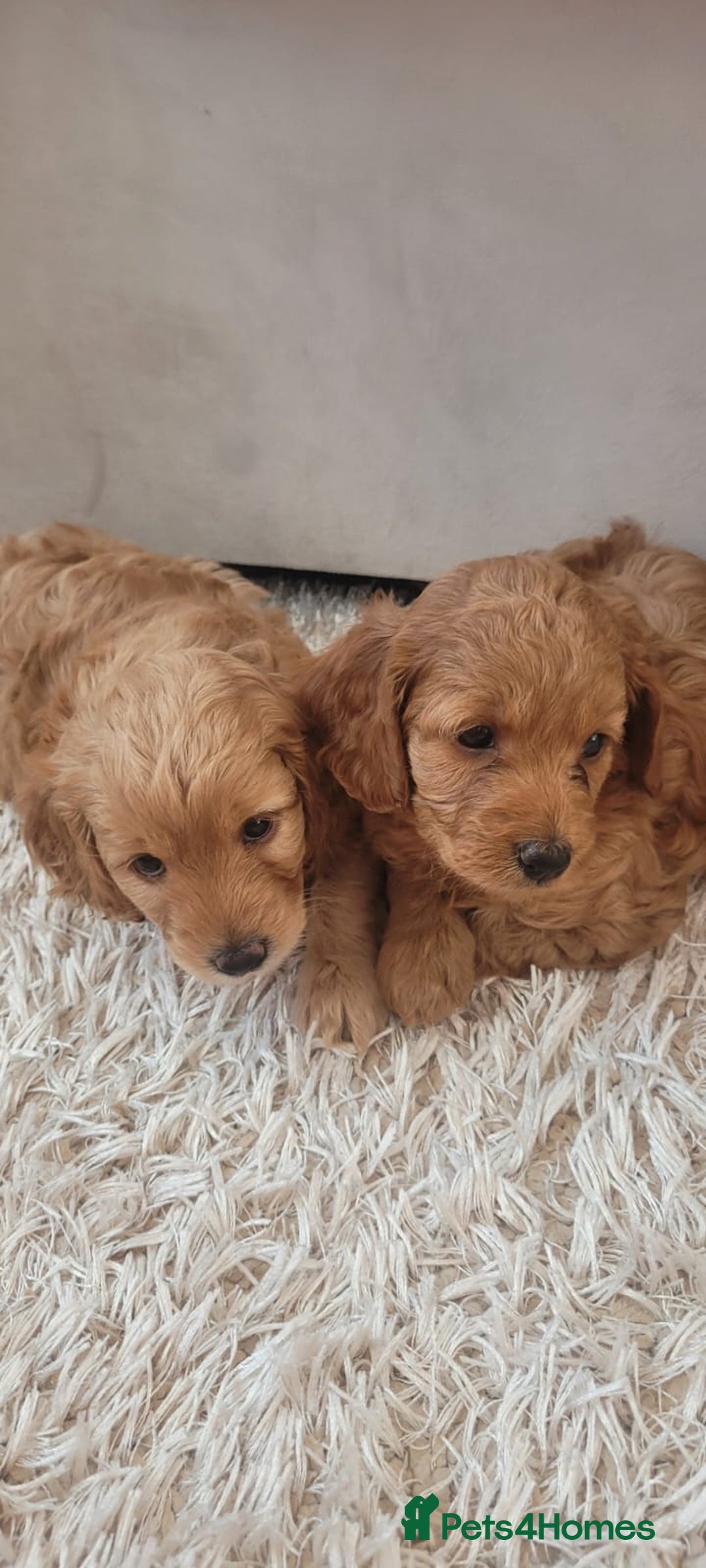 Cockapoo dogs for sale: 2nd generation cockapoo pups - Image 12