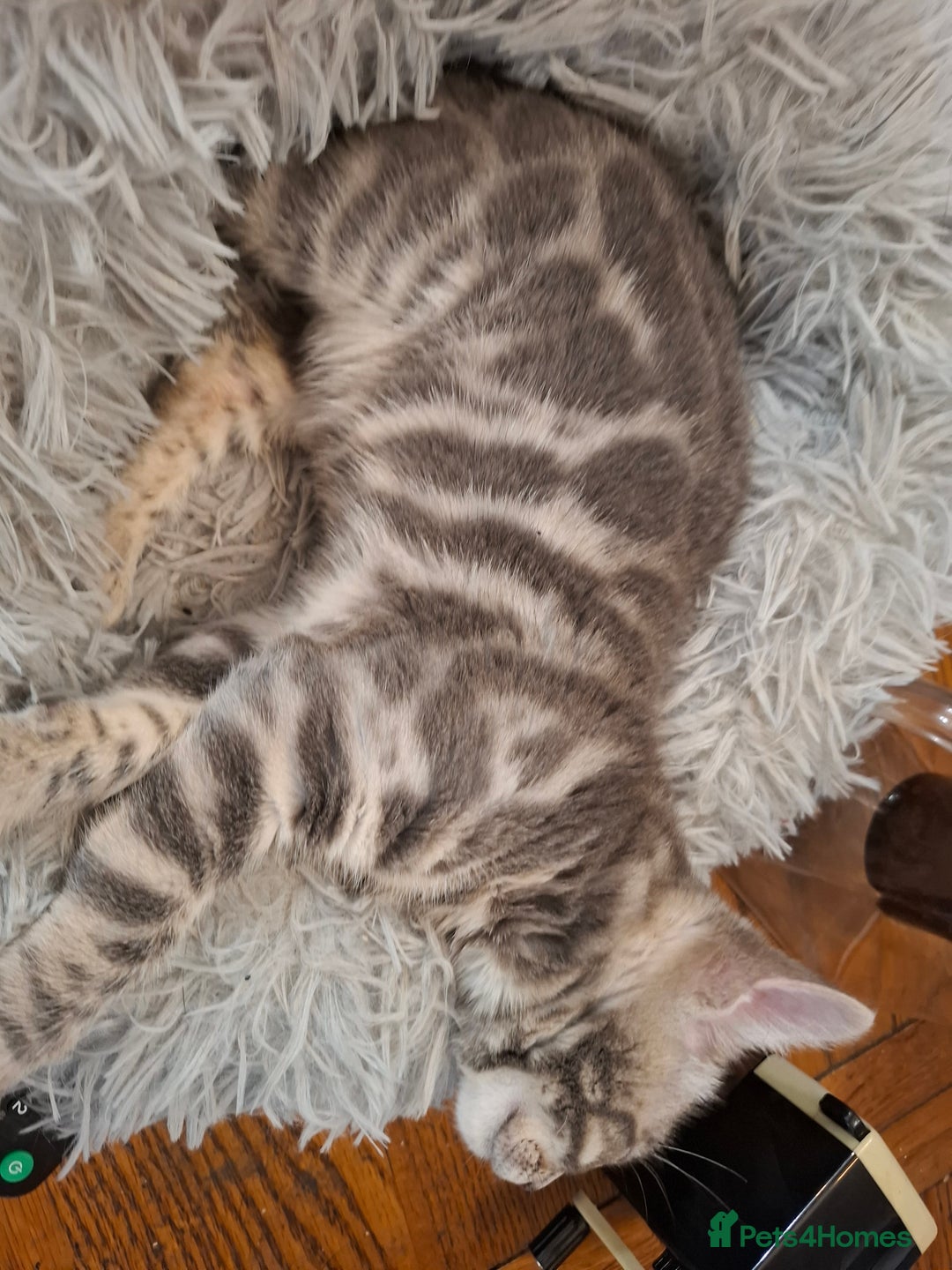 Bengal cats for sale: Last stunning Blue pure bengal kitten available! - Advert 21
