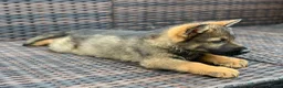 German Shepherd dogs for sale: German Shepherd Puppies - Advert 6