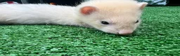Ferret rodents for sale: 3 beautiful boys for sale  - Advert 1