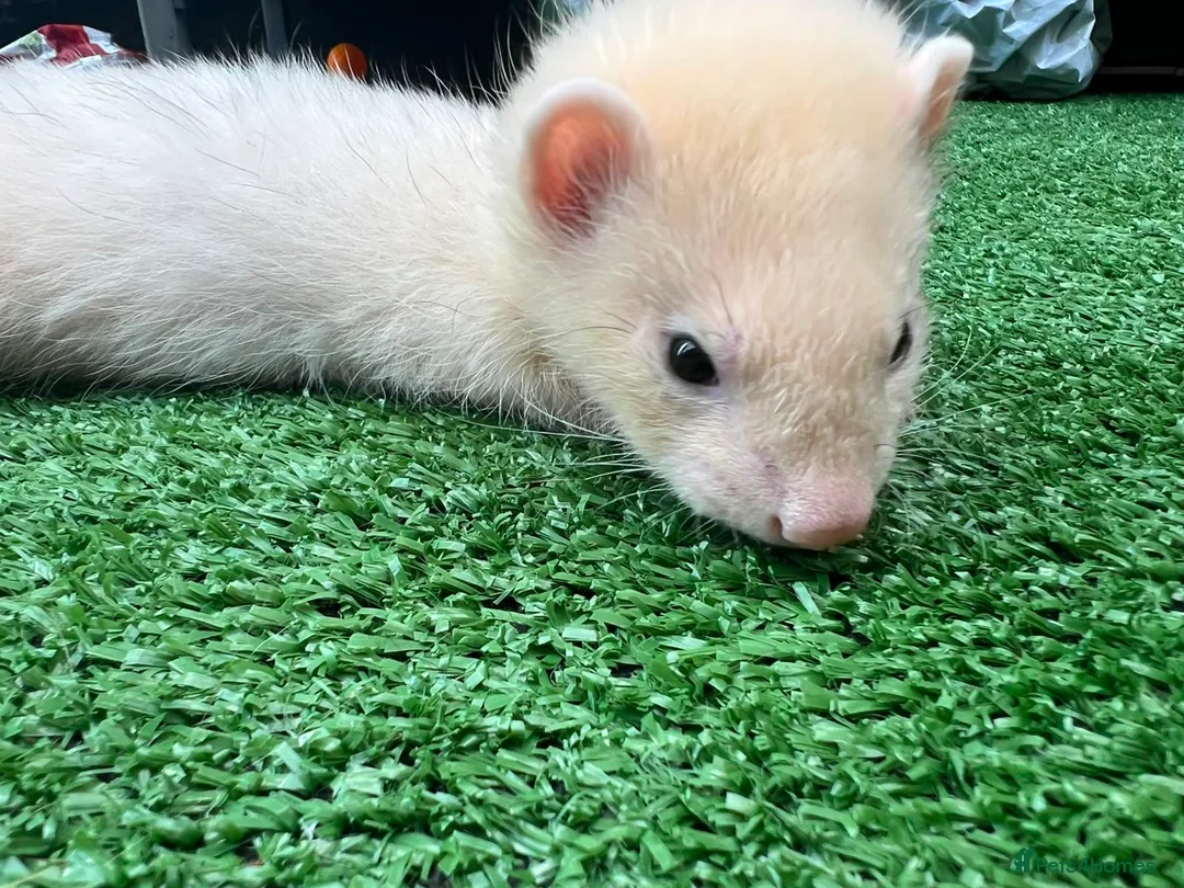 Ferret rodents for sale: 3 beautiful boys for sale  - Advert 1