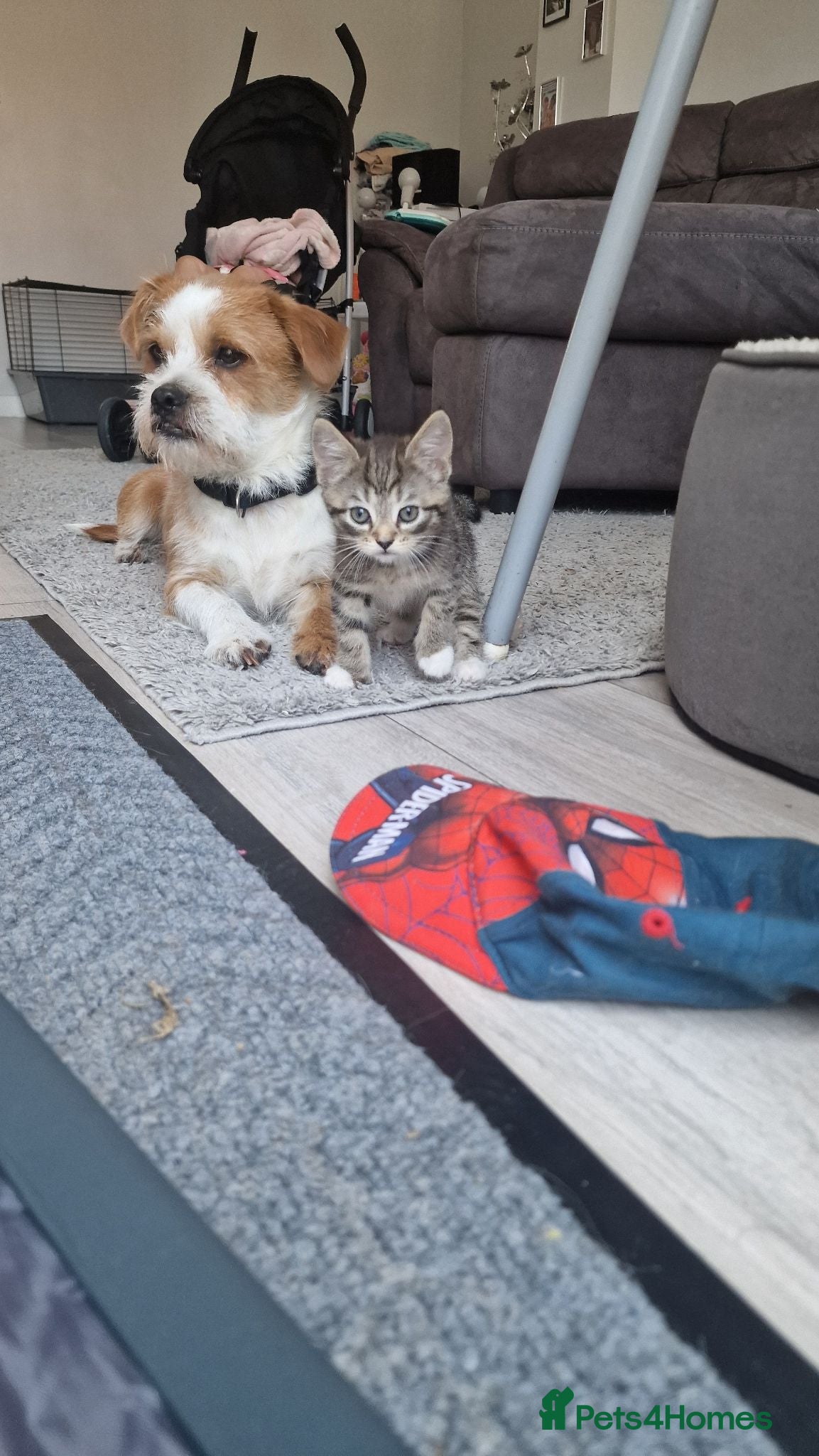 Mixed Breed cats for sale: 3 beautiful kittens looking for new home - Advert 1