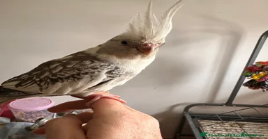 Cockatiels birds Cockatiels very tame - Advert 3