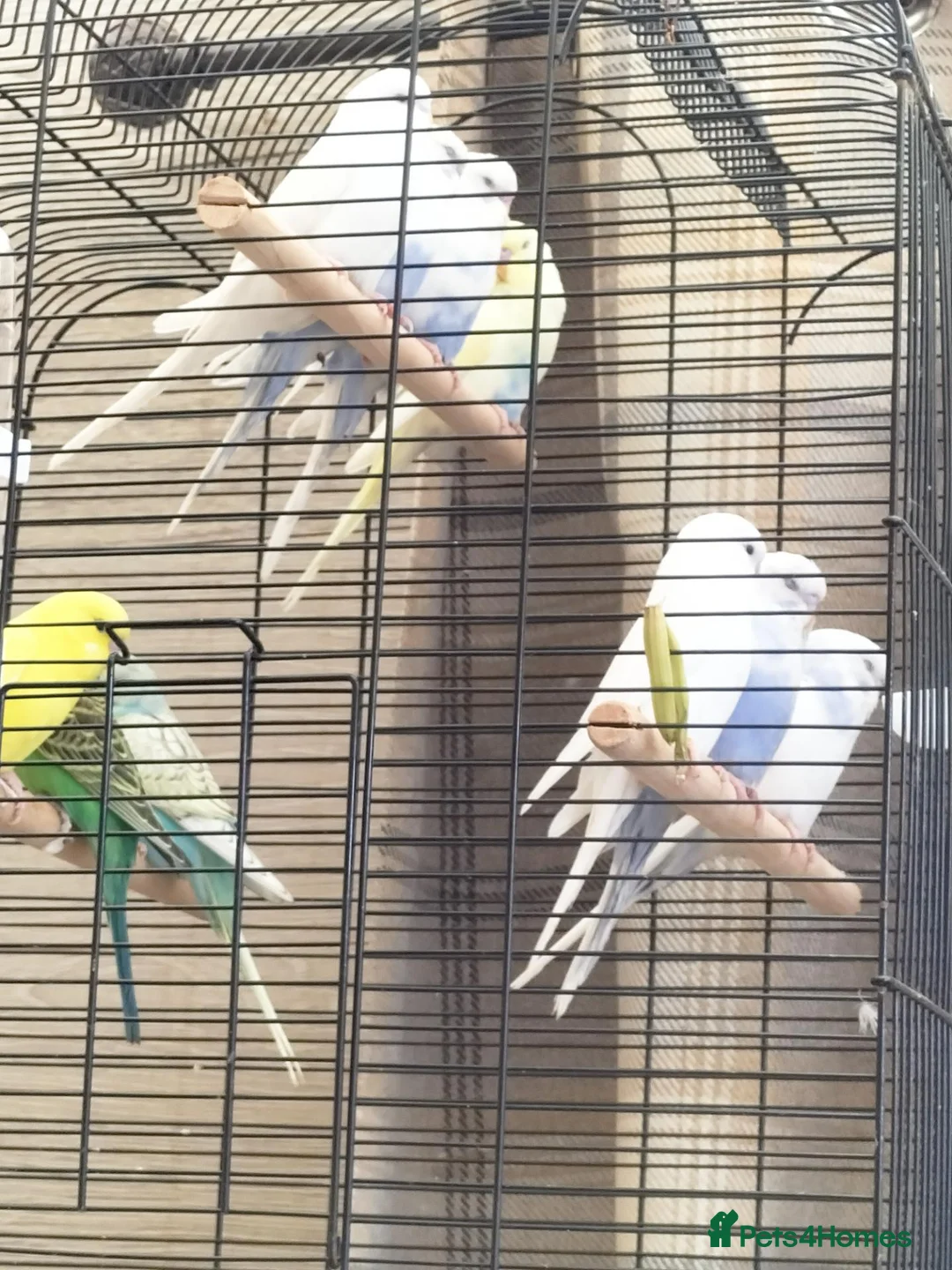 Budgerigars birds for sale: Baby buggies  - Advert 8