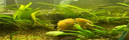 Plecos fish for sale: Albino bn plecs - Advert 2