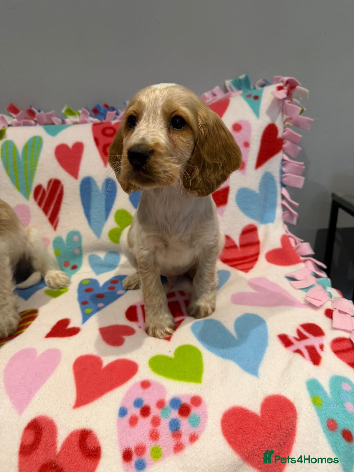 Cocker Spaniel dogs  Reduced last  one cocker spaniel boy ready to go  - Advert 2