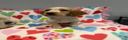 Cocker Spaniel dogs for sale: Gorgeous cocker spaniel pups ready to go  - Advert 12