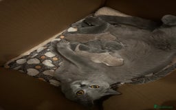 British Shorthair cats for sale: Chunky British shorthair kittens  - Image 10