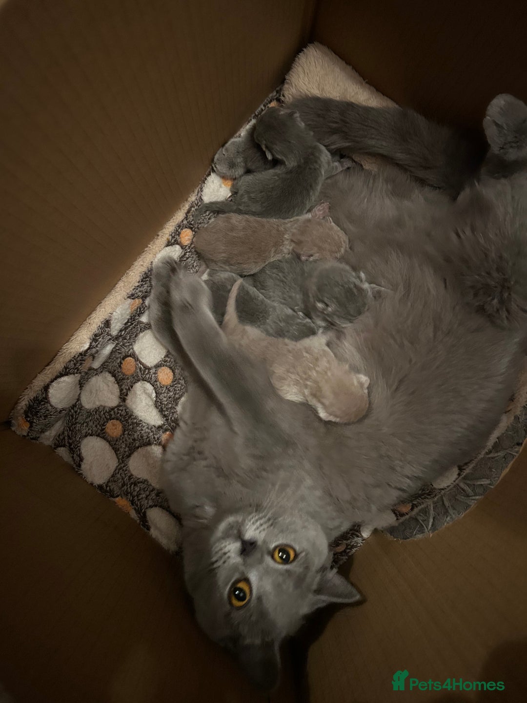 British Shorthair cats for sale: Chunky British shorthair kittens  - Image 10