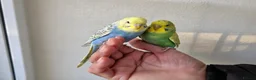 Budgerigars birds for sale: Silly hand tamed budgies  - Advert 6