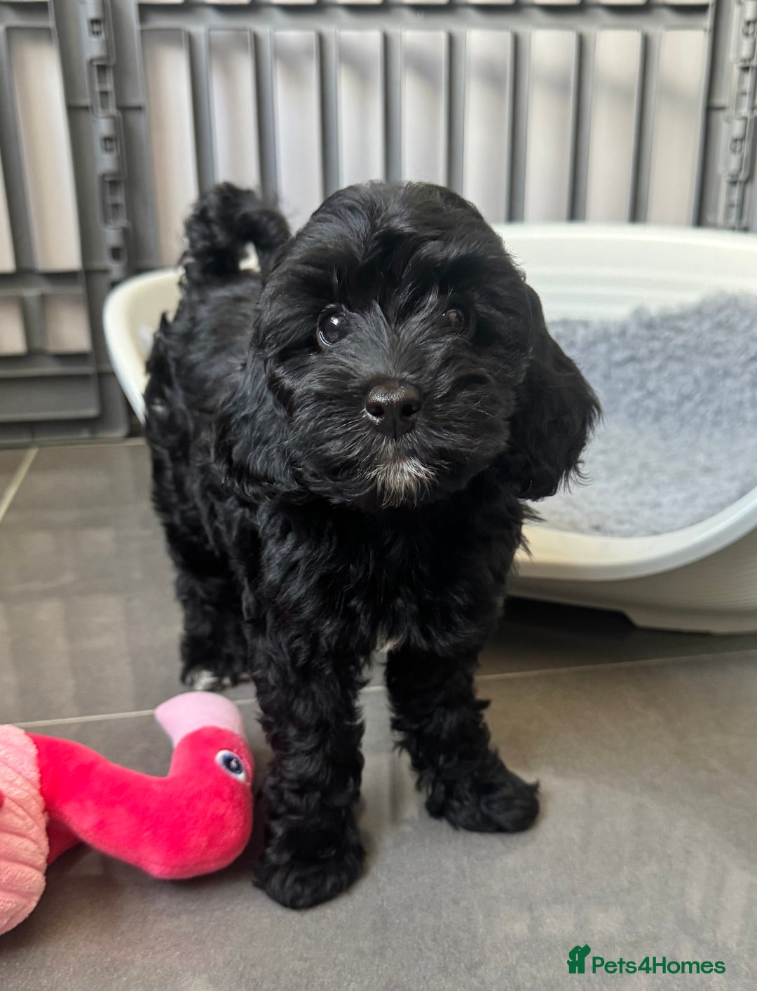 Cockapoo dogs for sale: Cockapoo puppies  - Image 3