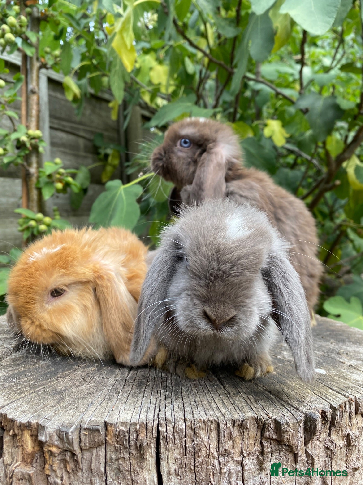 Mini Lop rabbits Super Friendly 100% Pure Bred Mini Lop Bunnies - Advert 1