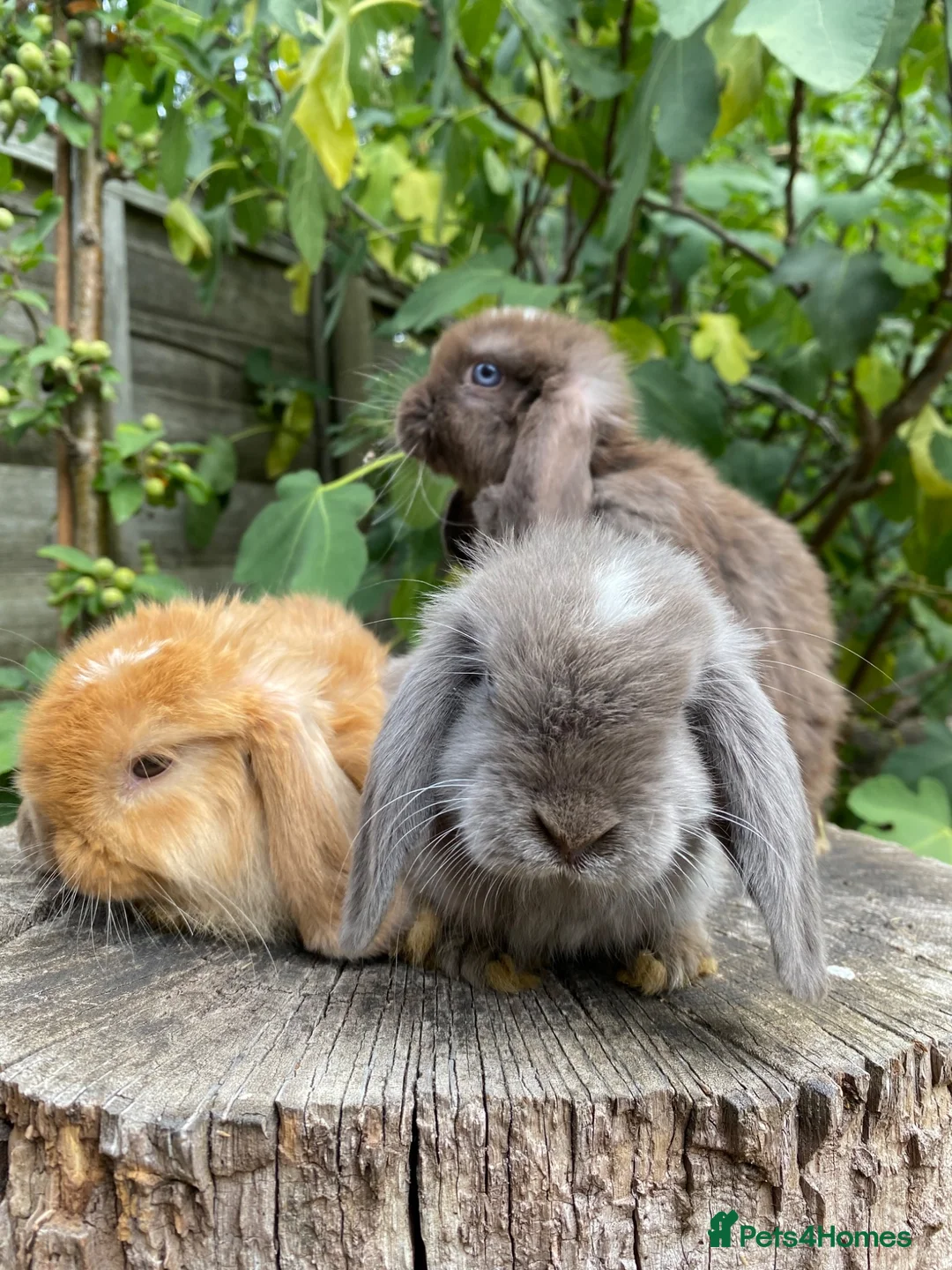 Mini Lop rabbits for sale: Super Friendly 100% Pure Bred Mini Lop Bunnies - Advert 1