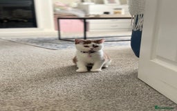 British Shorthair cats for sale: Stunning British shorthair kittens! 1 female left  - Image 1