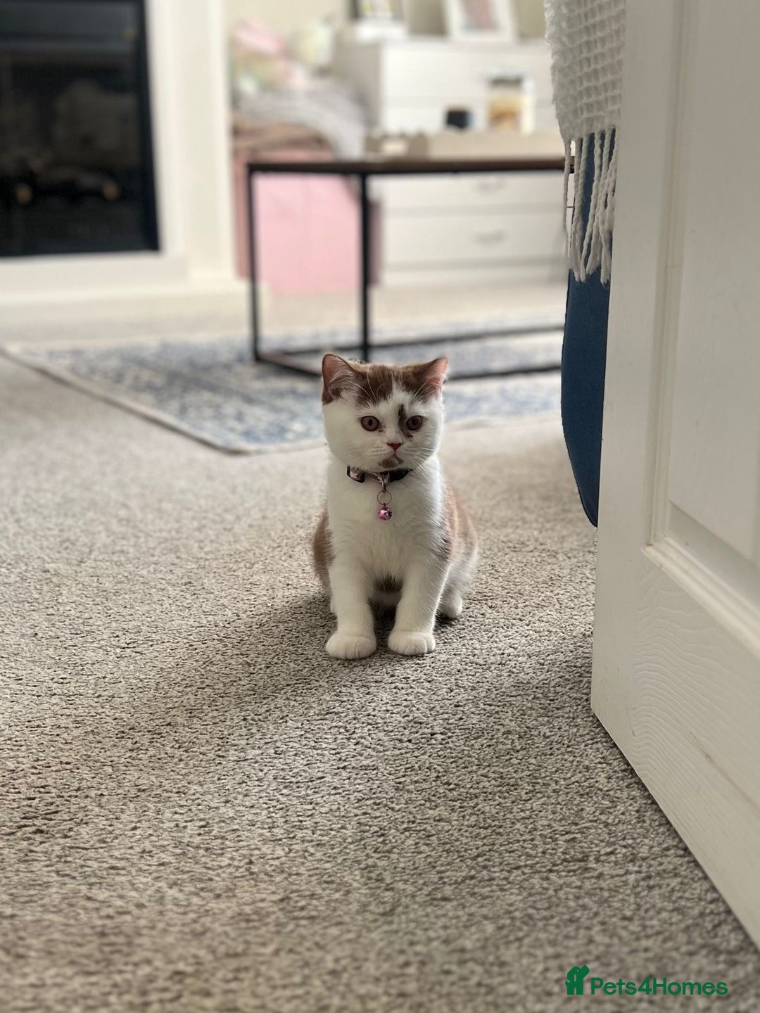 British Shorthair cats for sale: Stunning British shorthair kittens! 1 female left  - Image 1