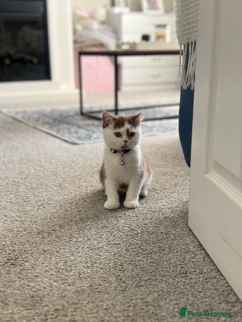 British Shorthair cats - Advert 15