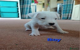Parson Russell dogs for sale: **Parson Russell Terriers** - Image 4