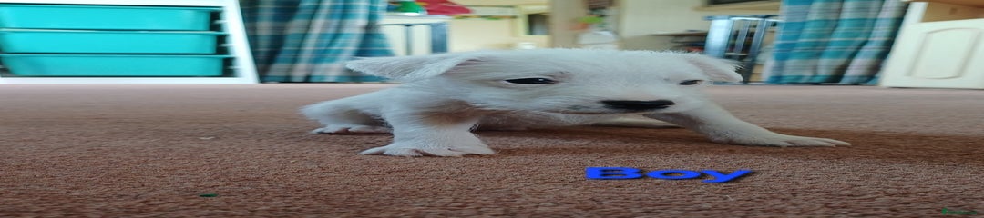 Parson Russell Puppy 1