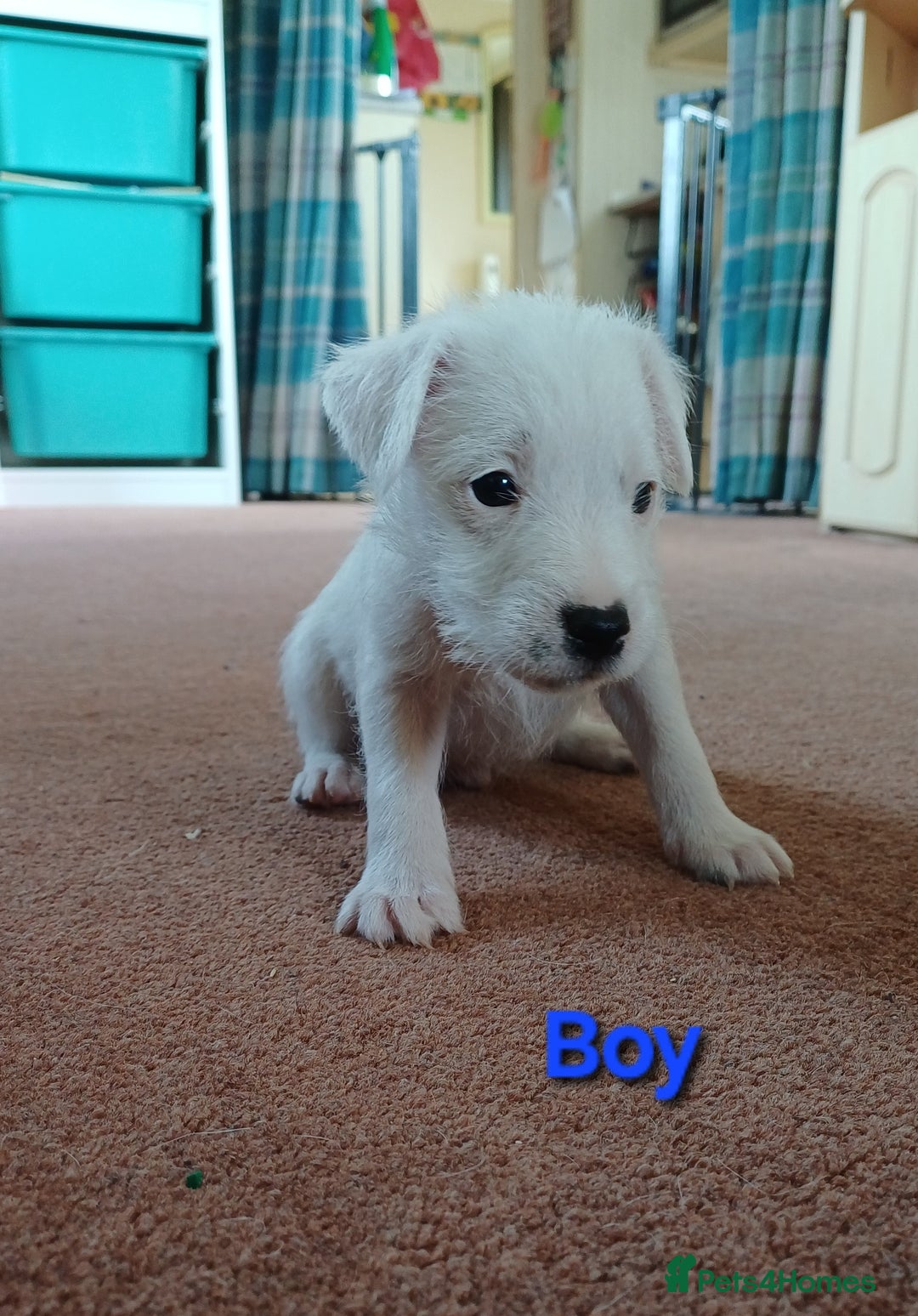Parson Russell dogs for sale: **Parson Russell Terriers** - Image 4