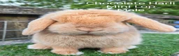 Mini Lop rabbits for sale: Various Adult Mini Lops - Advert 2