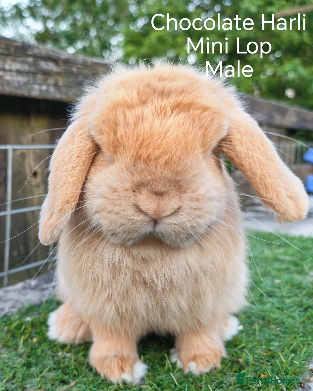 Mini Lop rabbits for sale: Various Adult Mini Lops - Advert 2